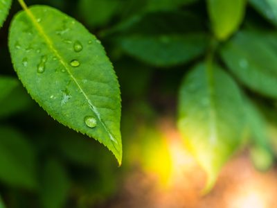 Natural background with fresh green leaves by drops of dew at sunset with copy space. Natural background with fresh green leaves by drops of dew at sunset with copy space.